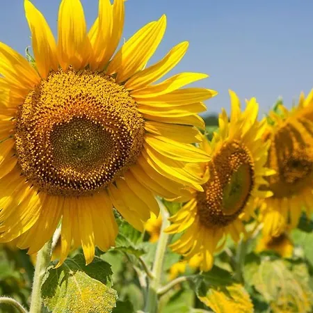 Fecske Chalet Szolad