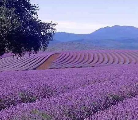 Fecske シャレー Szólád